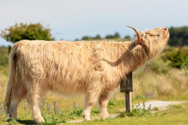 mooiste-nationale-parken-nederland-zuid-kennemerland