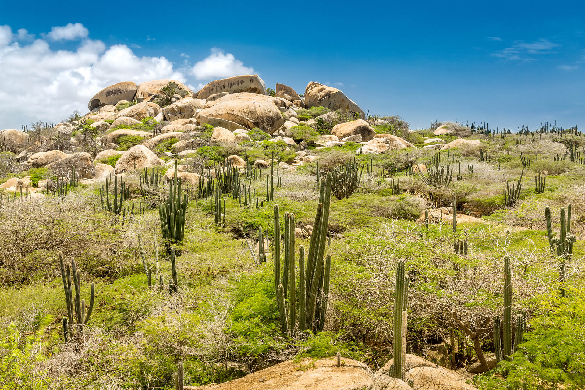 Complete reisgids voor Aruba: Wat zien, doen en proeven op het eiland - Arikok National Park