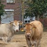 Het Ven-23fa5fc5-b6e4-4949-92ce-bc7ff9a28f22