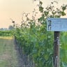 Camping de Toffe Peer , tot de volgende keer.-a8d886a1-03ec-4cdd-8a79-a748b7a0864f