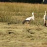 Drenthe op z'n mooist!!!!-77f18ed4-e012-43bb-a2df-2fae32d51d40
