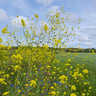 Prachtige camping! Op loopafstand van strand.-f1f83050-4a44-439d-a885-ba66e562f8cf